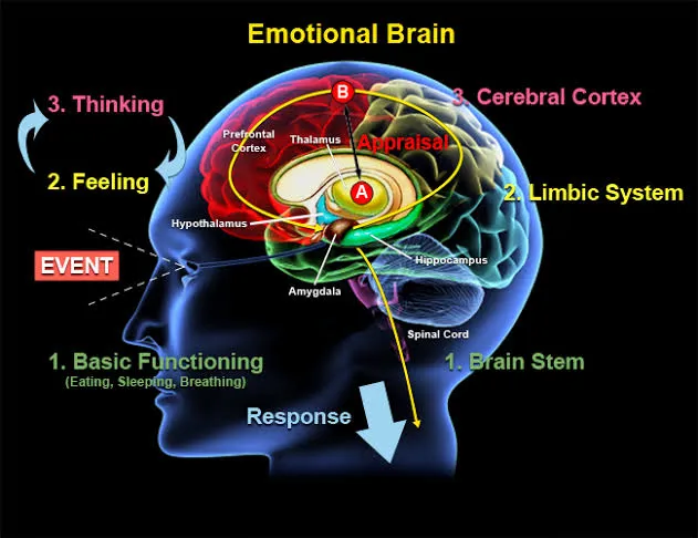 The Emotional Brain