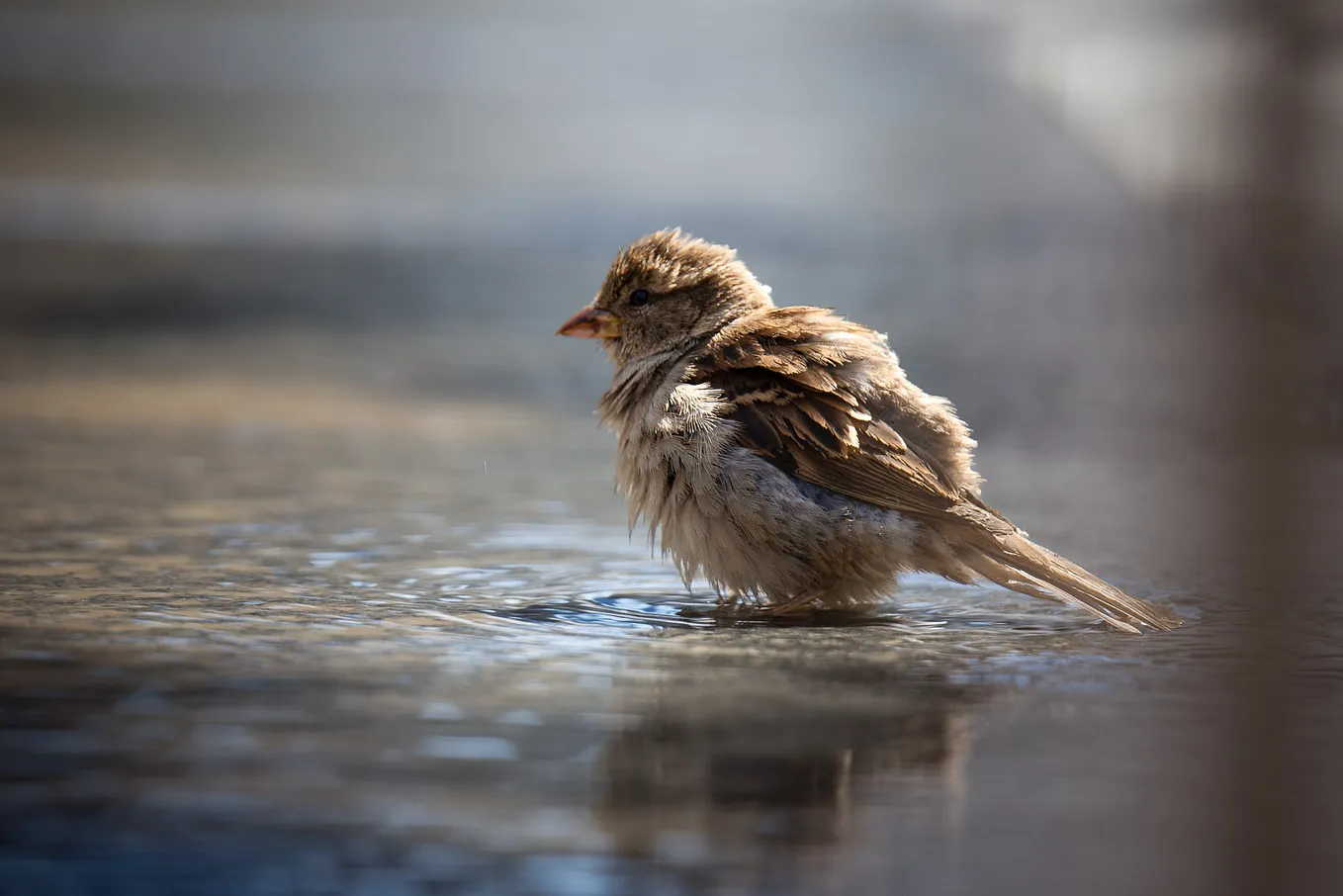 A House Sparrow on the Chicago Riverwalk