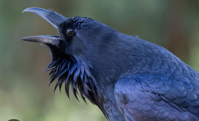 Ravenous War