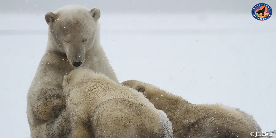 Safeguarding Polar Bears’ Maternal Dens