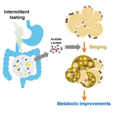 Intermittent Fasting: How to Lose Fat, Regulate Blood Sugar and Boost Resilience & Metabolism