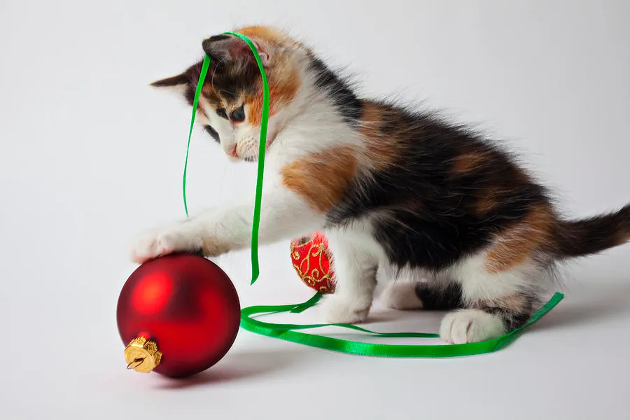 “A Christmas tree ornament took my cousin’s leg”