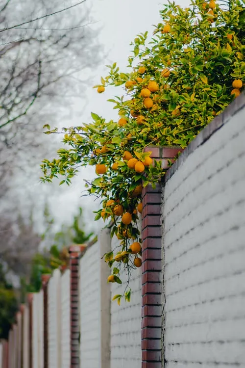 A Lemon, a Fence, a Phone