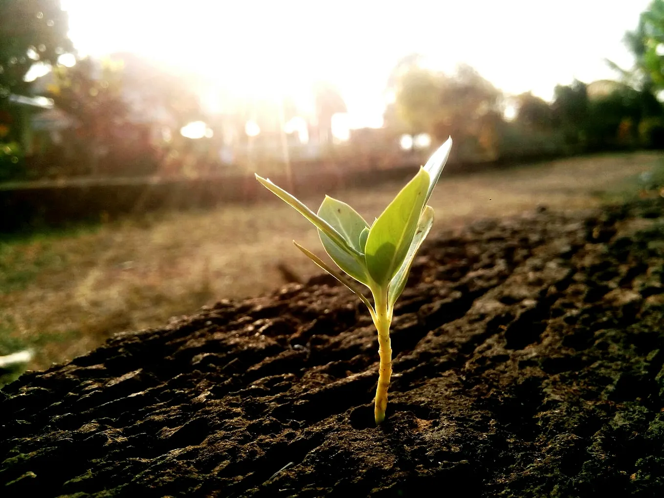 Innovation Journey: Sow the Seed