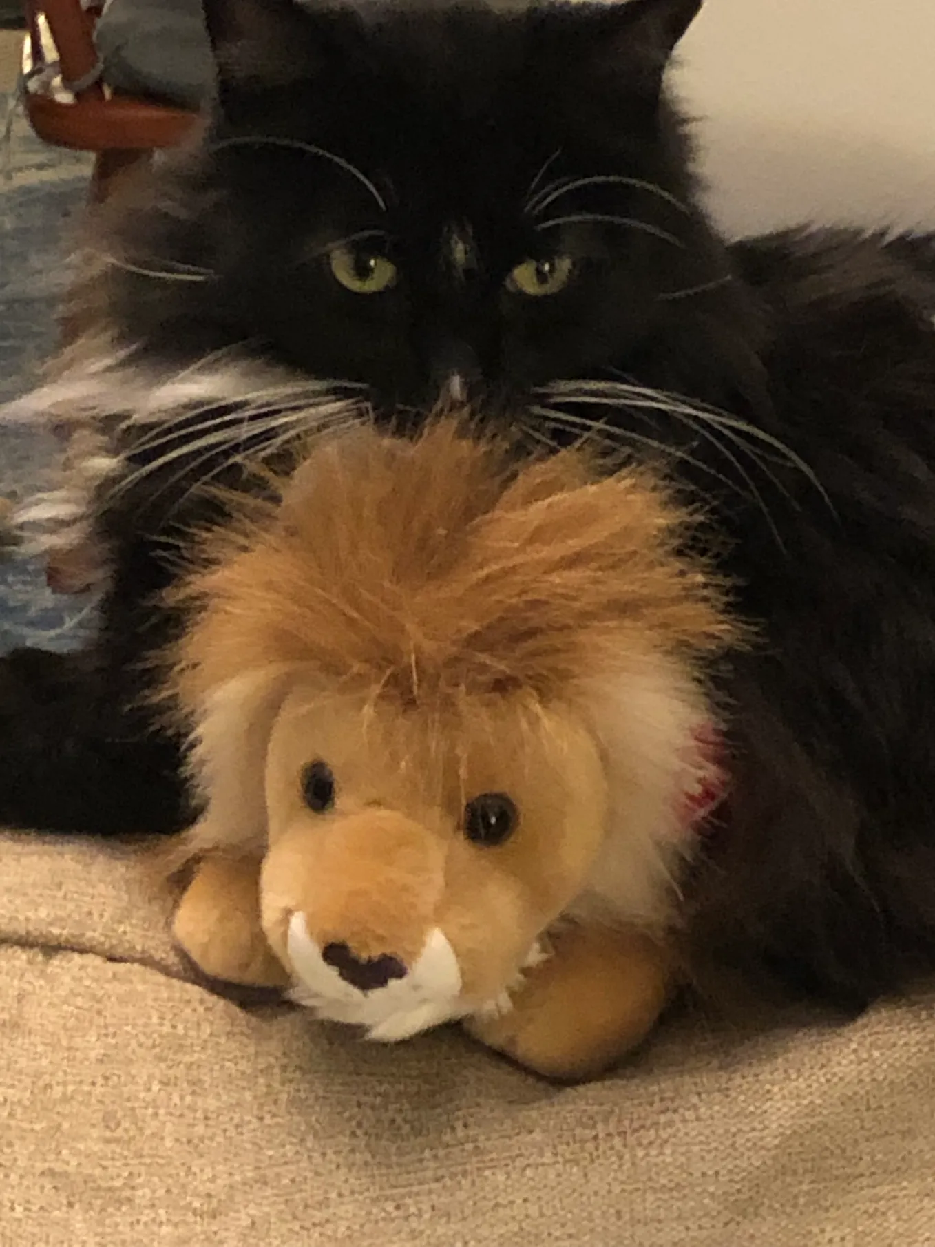 A picture of my black and white cat cuddling with a stuffy lion.