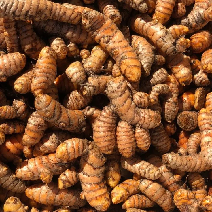 When Turmeric Becomes the Main Protagonist
