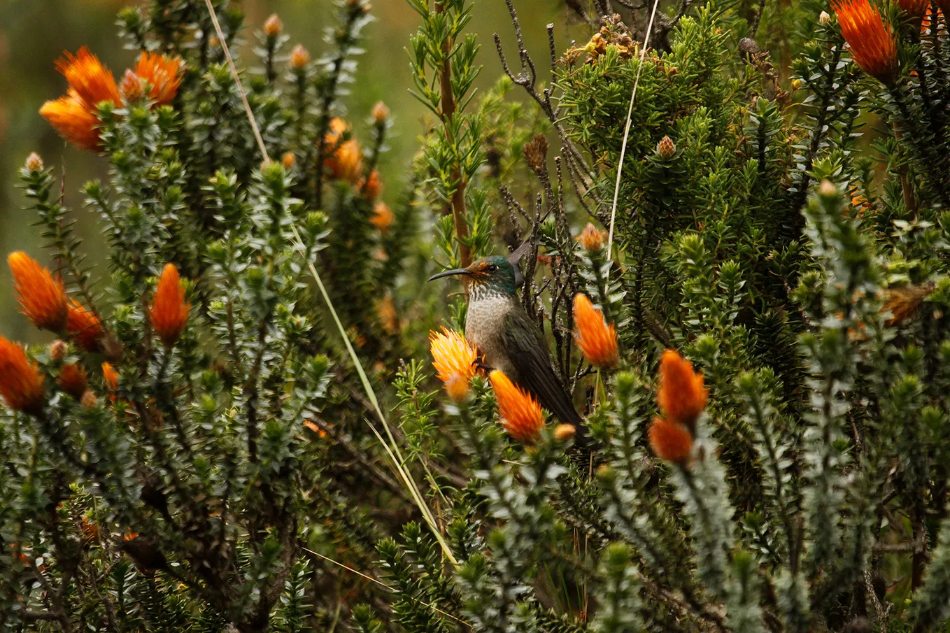 These Hummingbirds Live In Colonies In Ecuador’s Andes, Surprising Scientists