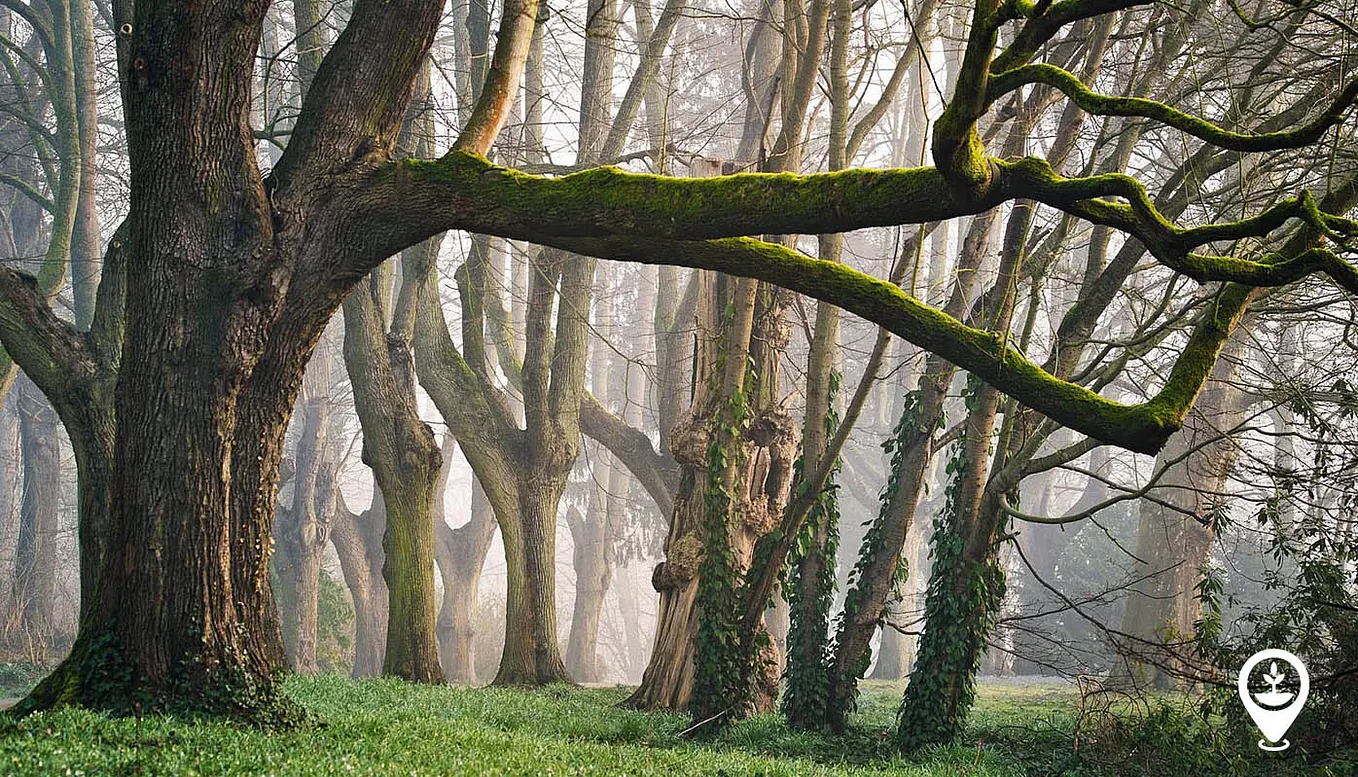 Everything You Need to Know About the Types of Trees