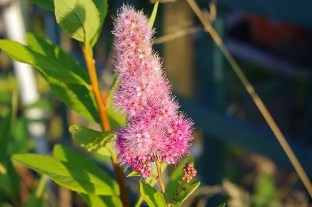 Beginners guide: 4 Vegetable Growing Penny-Pinching Ideas
