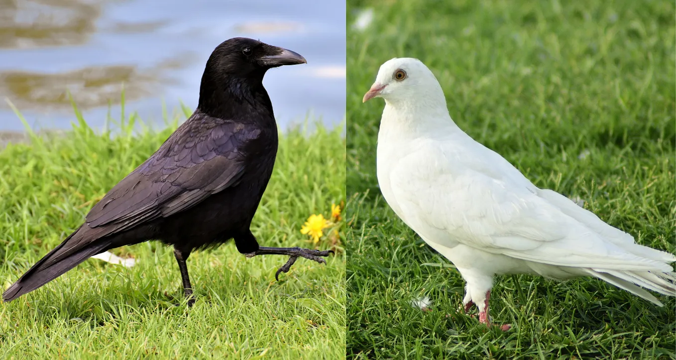 The Pigeon and the Crow: A Tale of Love, Loss, and Friendship