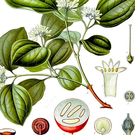 Illustration of the strychnine tree, showing its flowers, leaves, and fruit