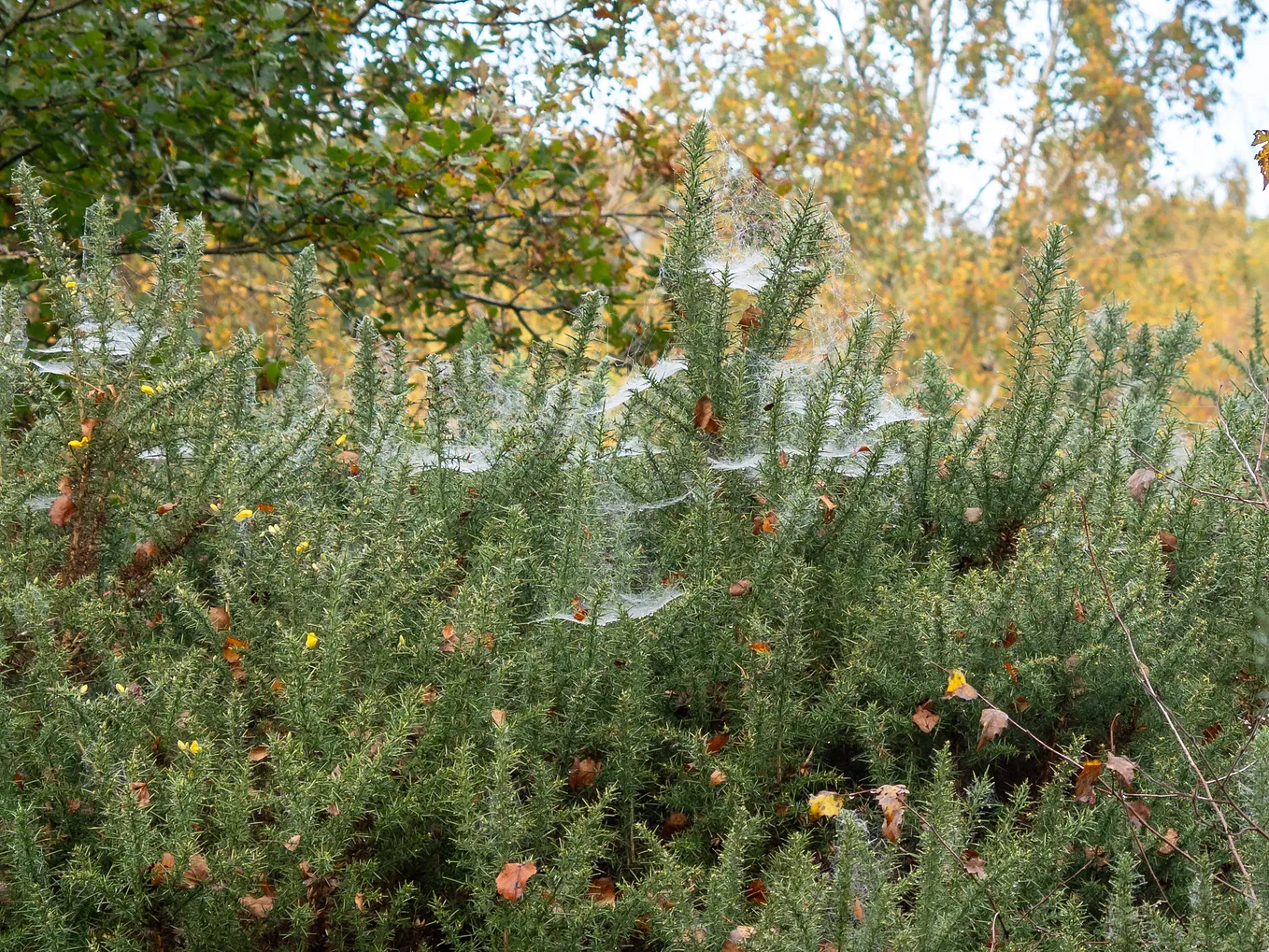 Mysterious Webs on Gorse Bushes