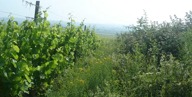 Natural wine in Alsace, an afternoon with Lissner and Beck-Hartweg