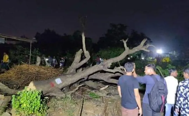 Tree cutting begins at Mumbai’s Aarey forest, activists protest