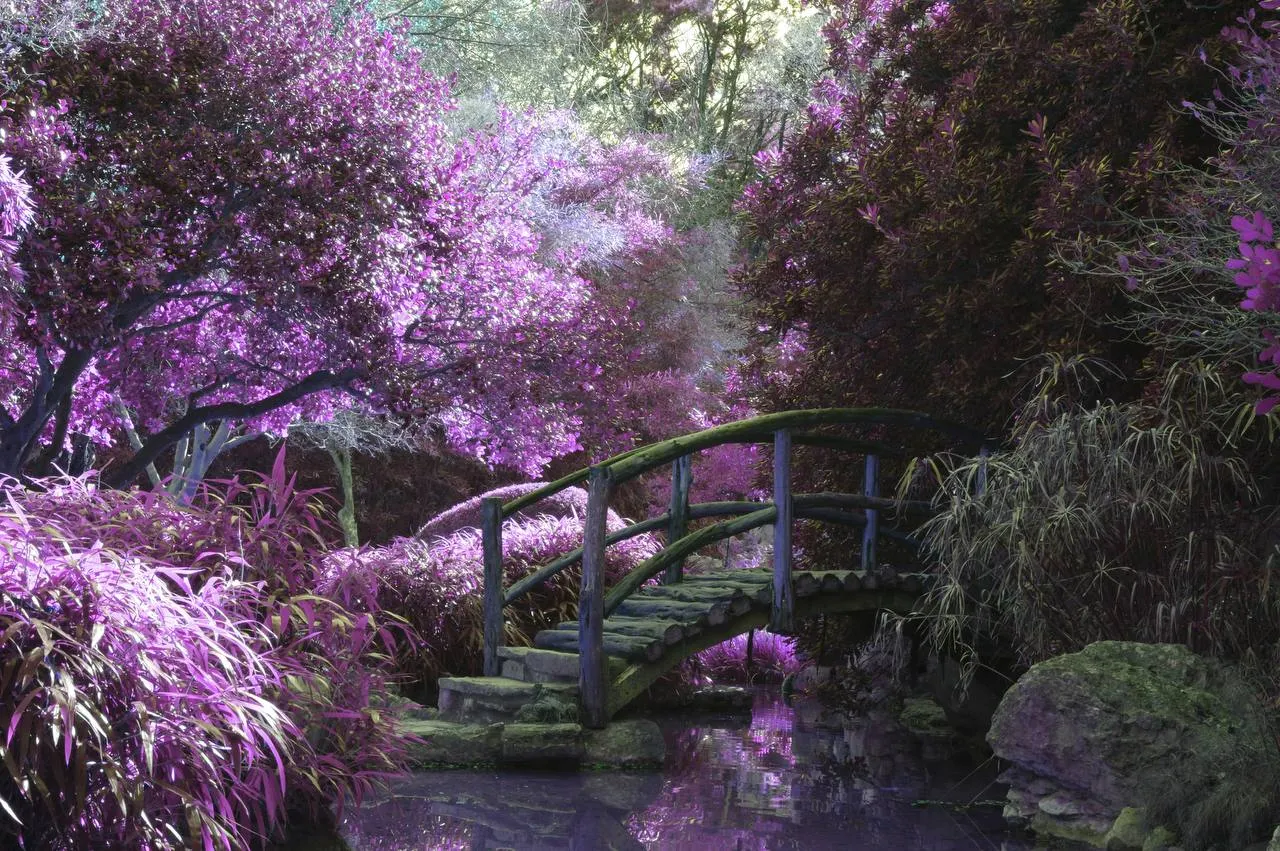 A walk bridge standing over a stream and surrounded by purple trees.