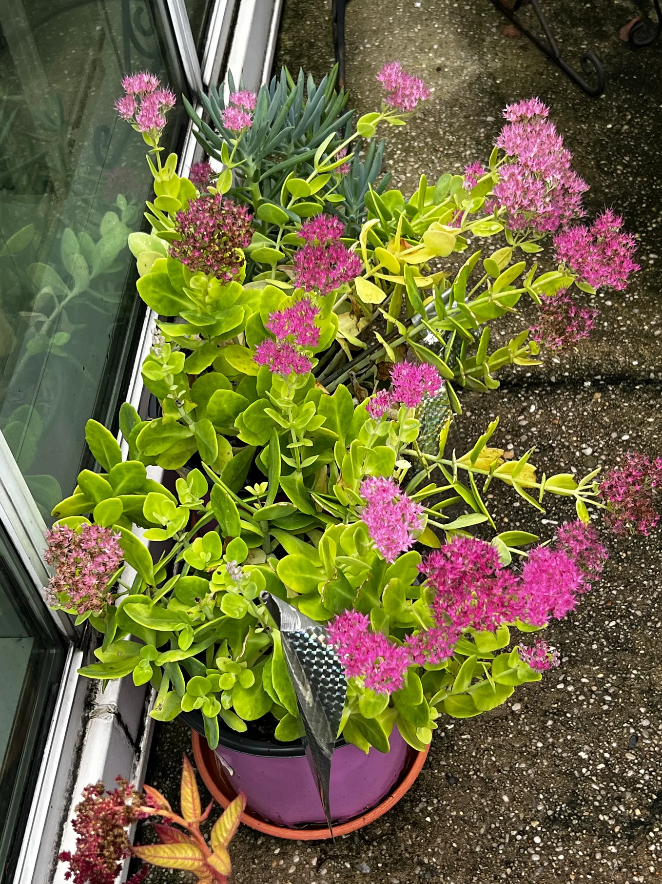 Meet My Amazing Corn Plant - The Green Thumb - Medium