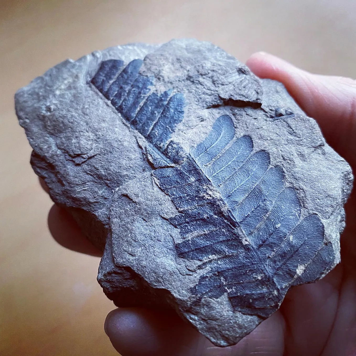 The fern fossil I found