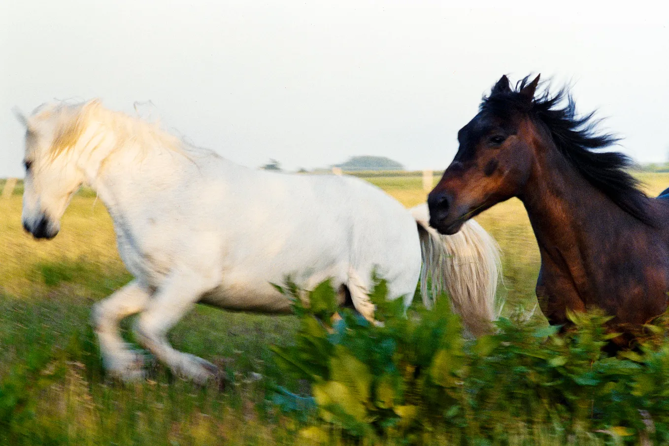 Fleeting horses on Fujifilm Superia 200 | France