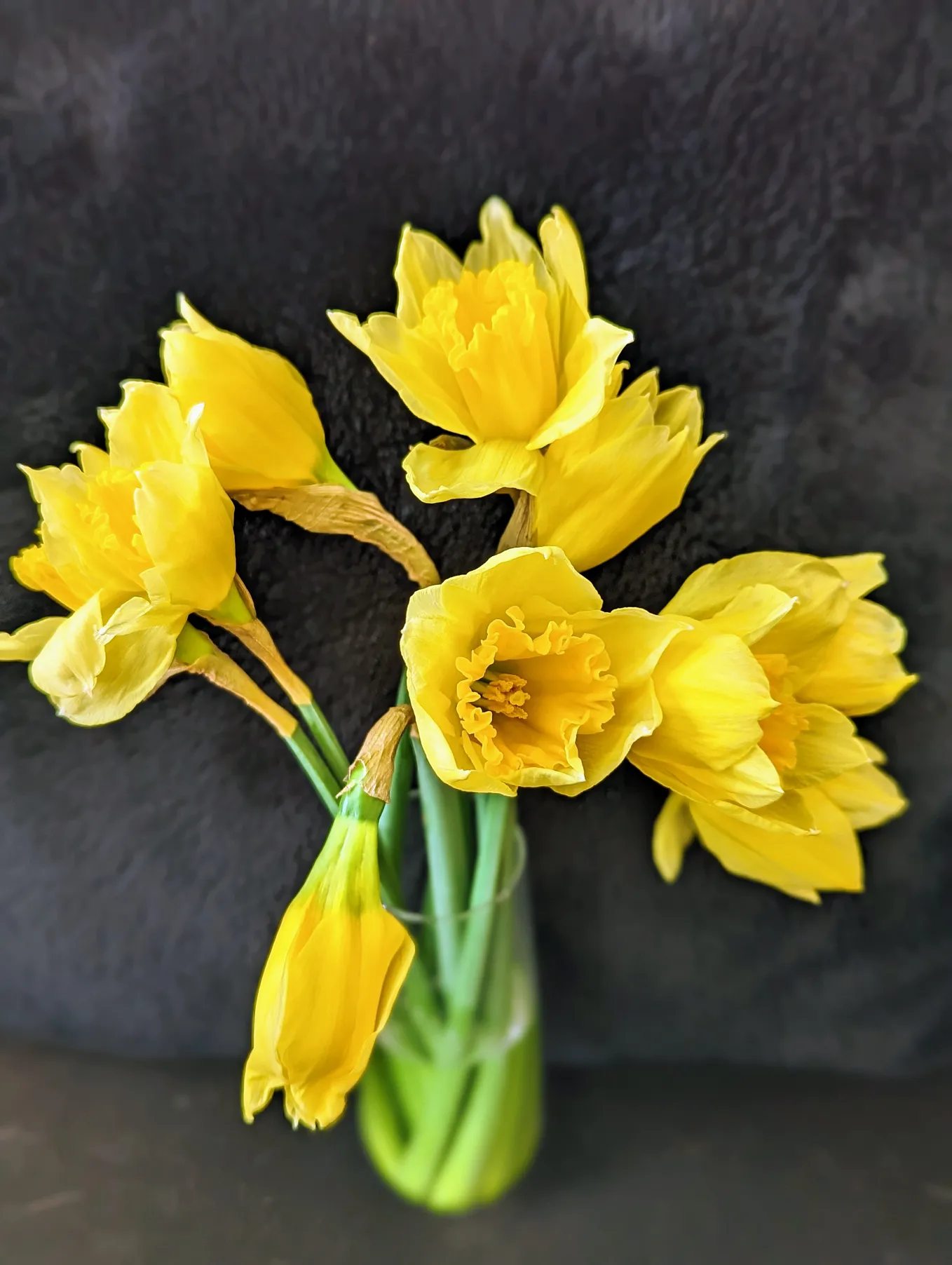 The Color of Daffodils