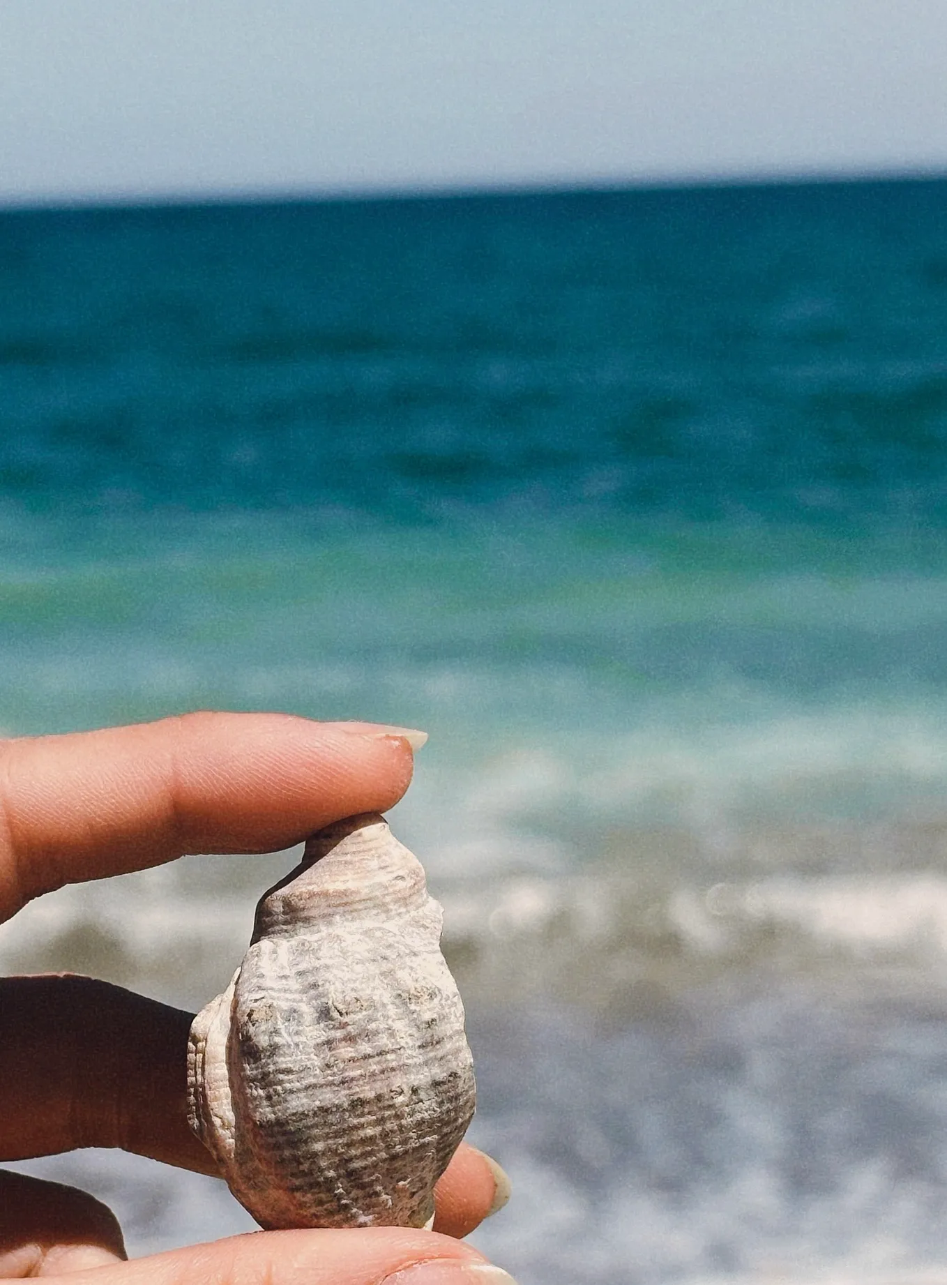 A summary to highlight my love for the sea shells-a lesson and an analogy with life