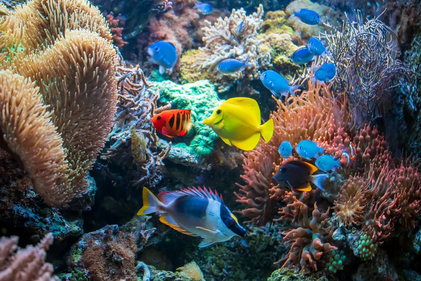 Protecting Our Coral Reefs