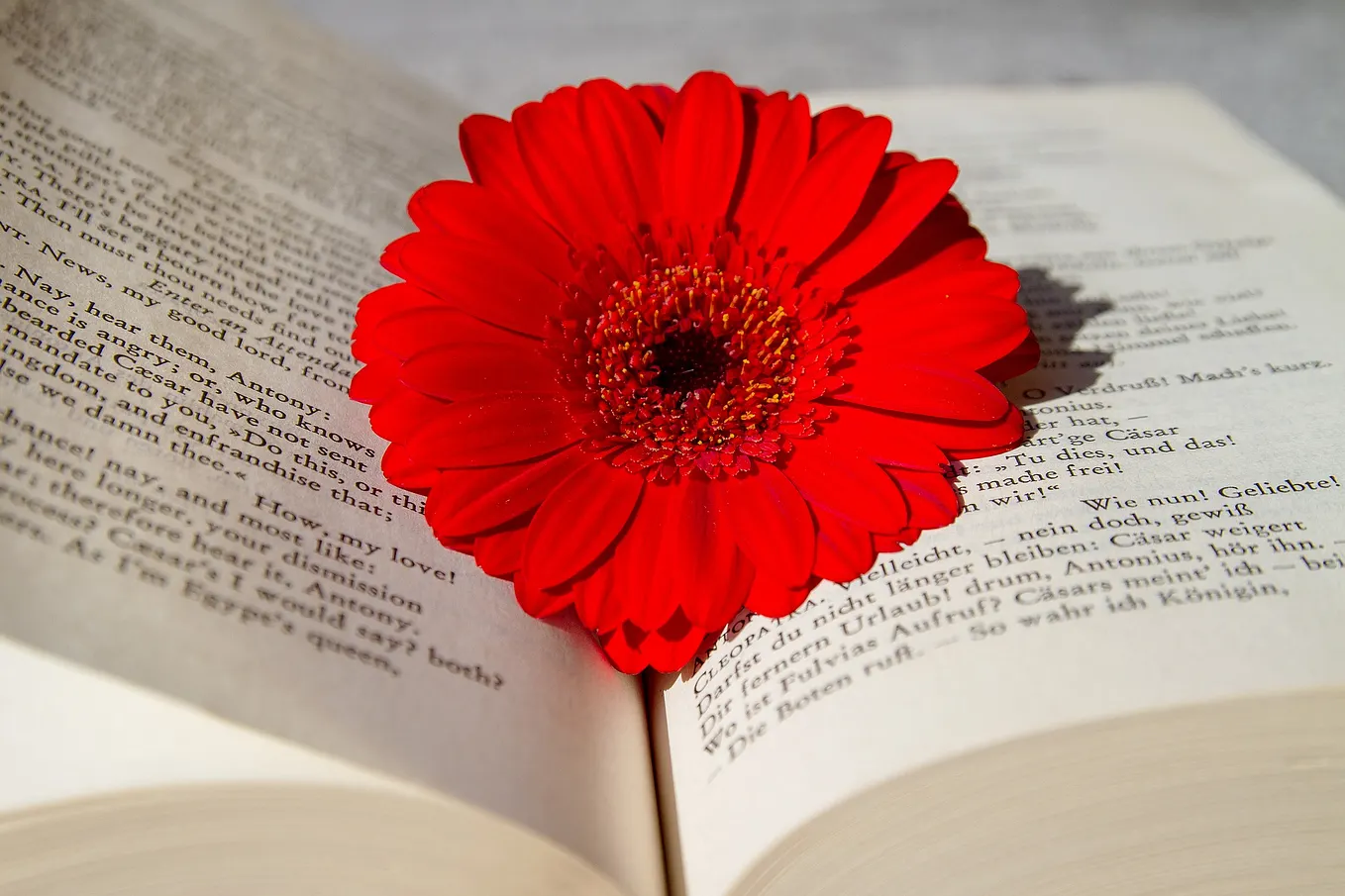 Write for Love Self-Published Books