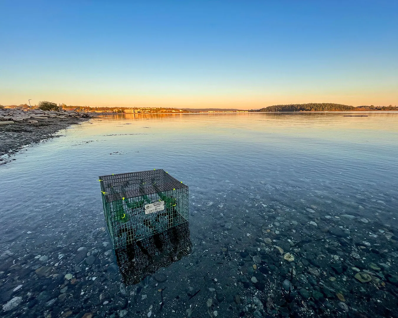 Mussel cage deployed at Oak Harbor at sunset