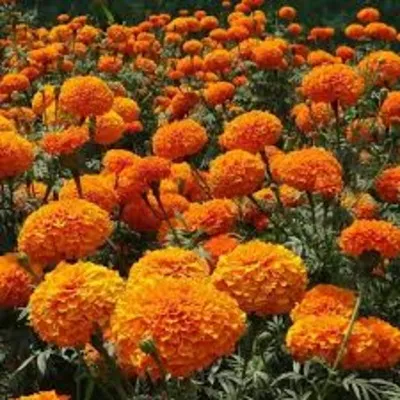 Marigold Flowers: Bright Blooms with Symbolism, Beauty, and Versatility