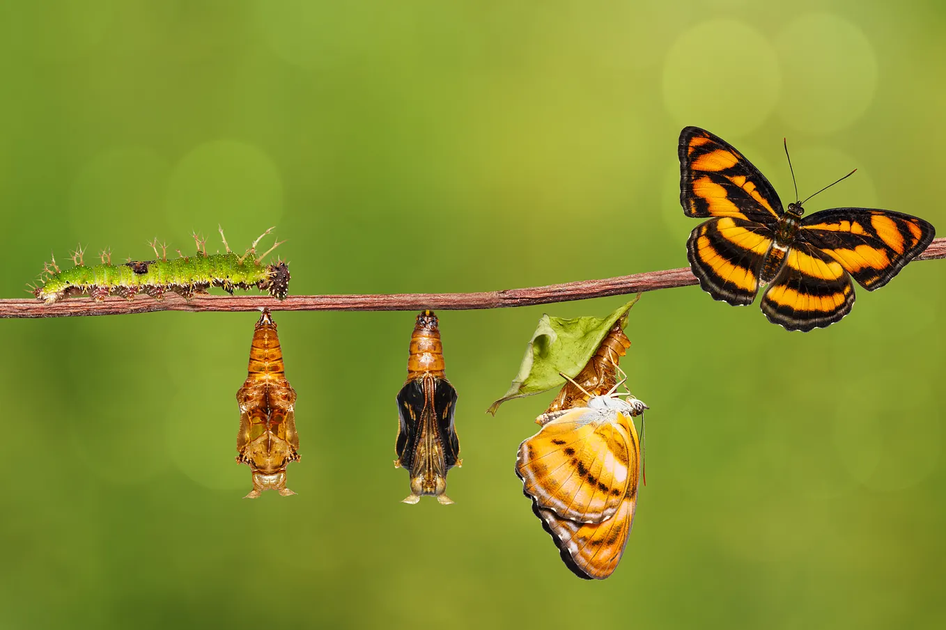 Becoming More than the Sum of your Parts: Becoming Transcendent