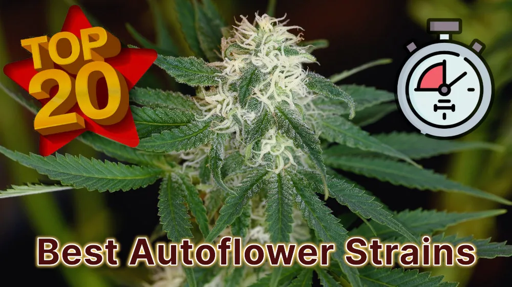 top 20 autoflower strains cover image