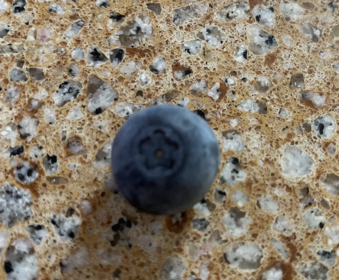 The First Blueberry Appears Right before My Eyes