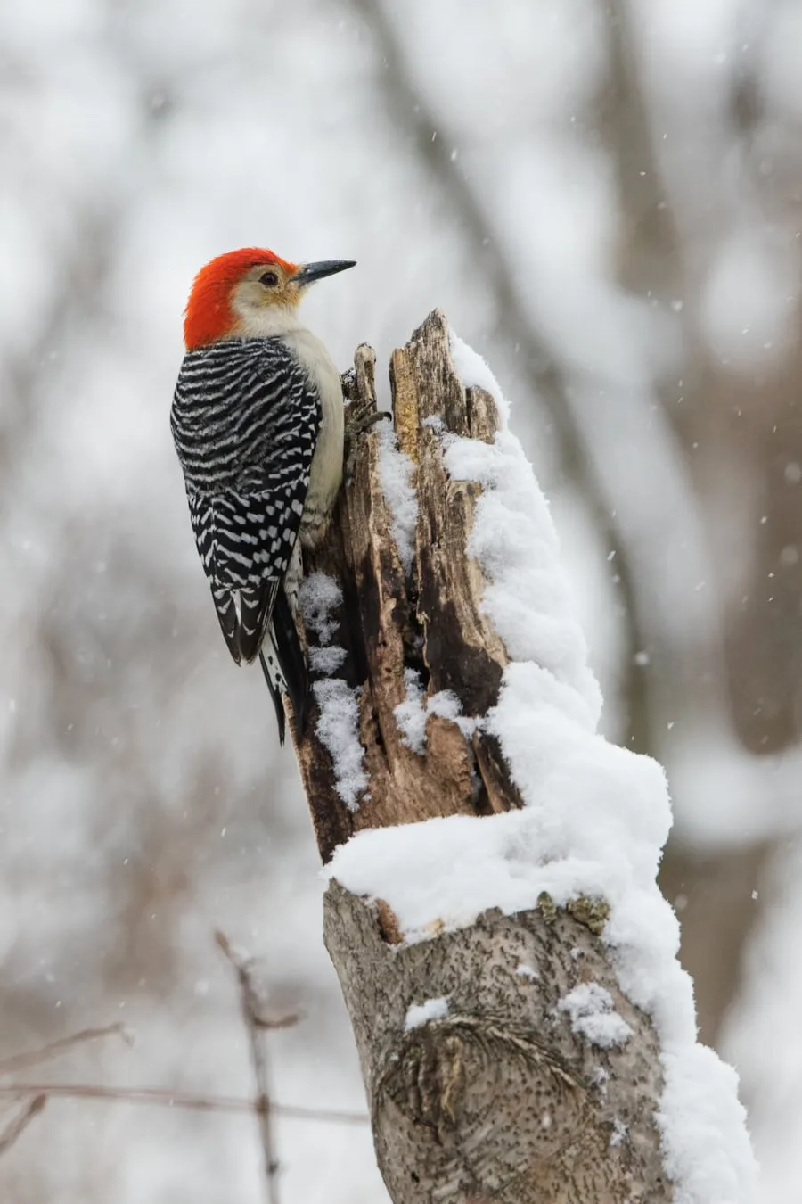 Photo of red-headed flicker on dead branch in winter.