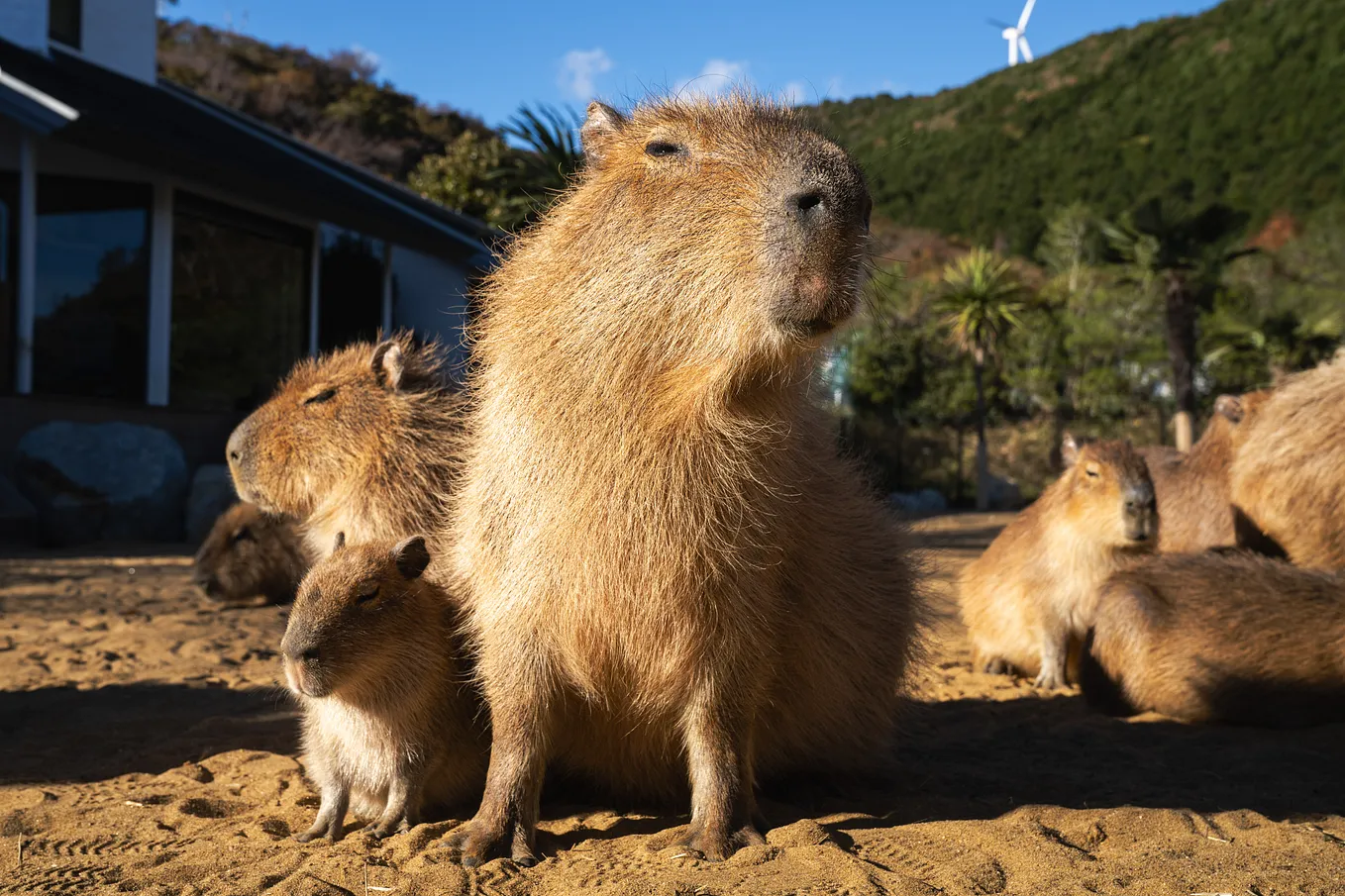 Exploring Izu: A Relaxing Journey from Tokyo to Capybara Paradise