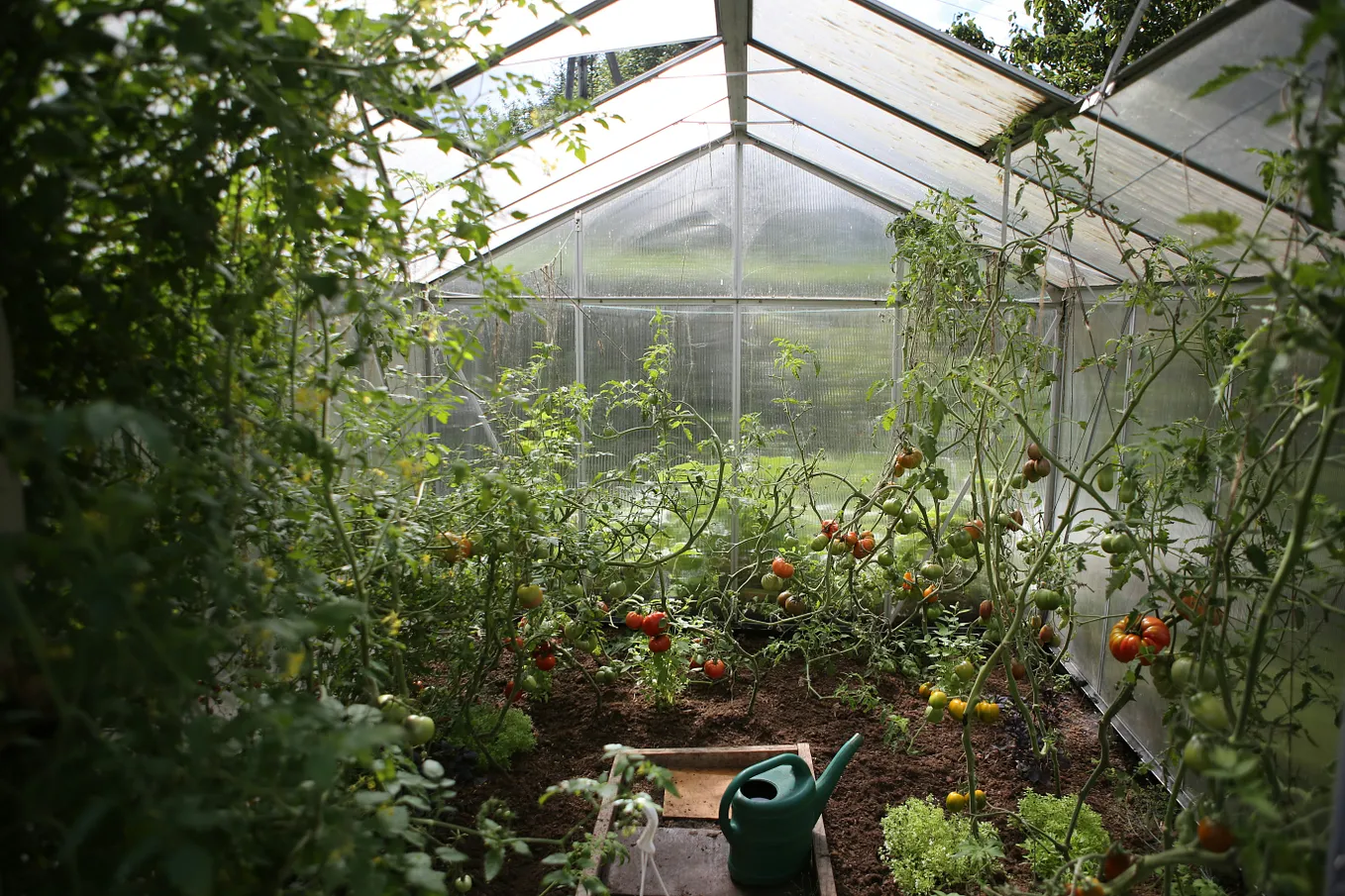 Tomatoes, plants, and a watering can inside a greenhouse