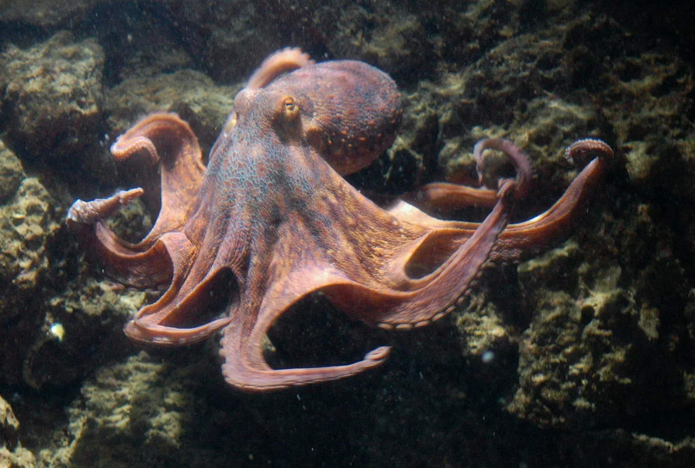 Image of a large brown octopus on a reef under the water