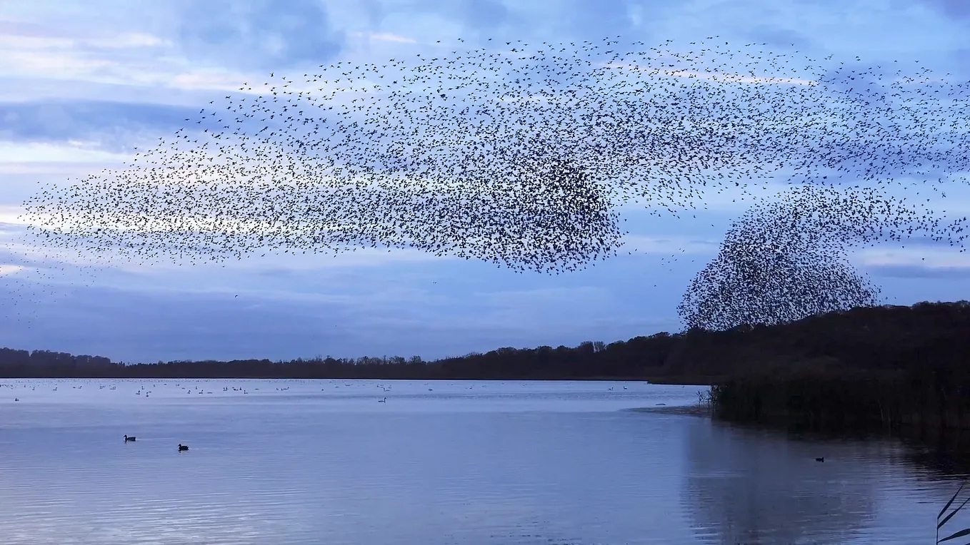 The Marketing Murmuration