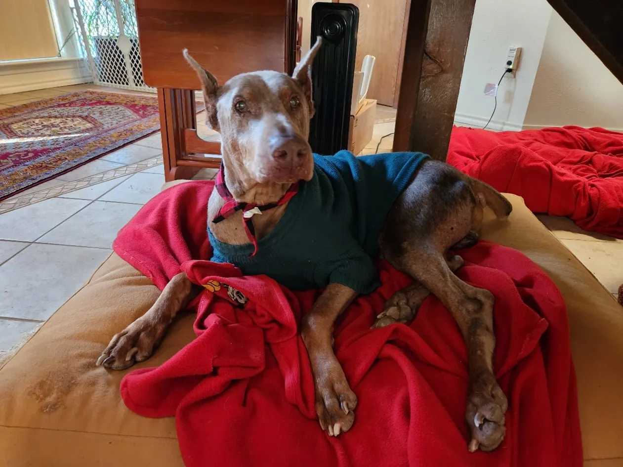 A red Doberman who was rescued sitting on a bright red blanket. He is 20 lbs heavier than when he was found.