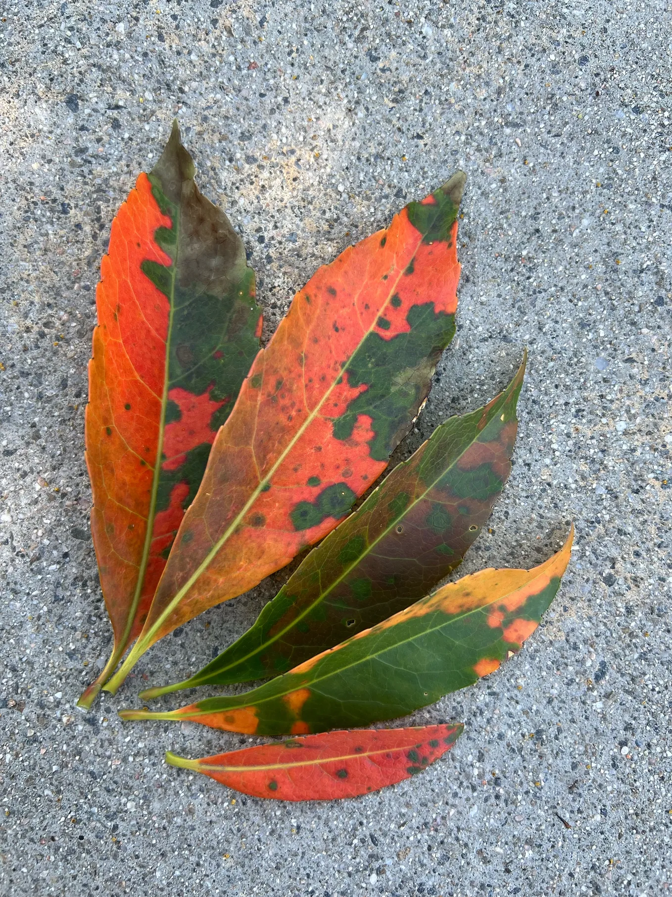 Just Look at the Leaf Colors!