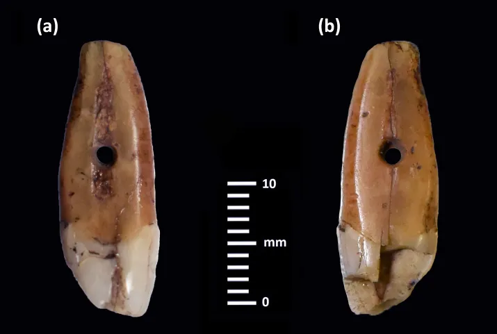 Necklace of the Dead: Archaeologists Discover a Neolithic Pendant, and It Was Made From a Human…