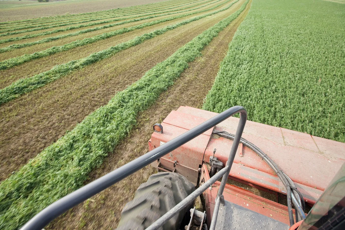 The Importance of Alfalfa as a Crop and Animal Feed