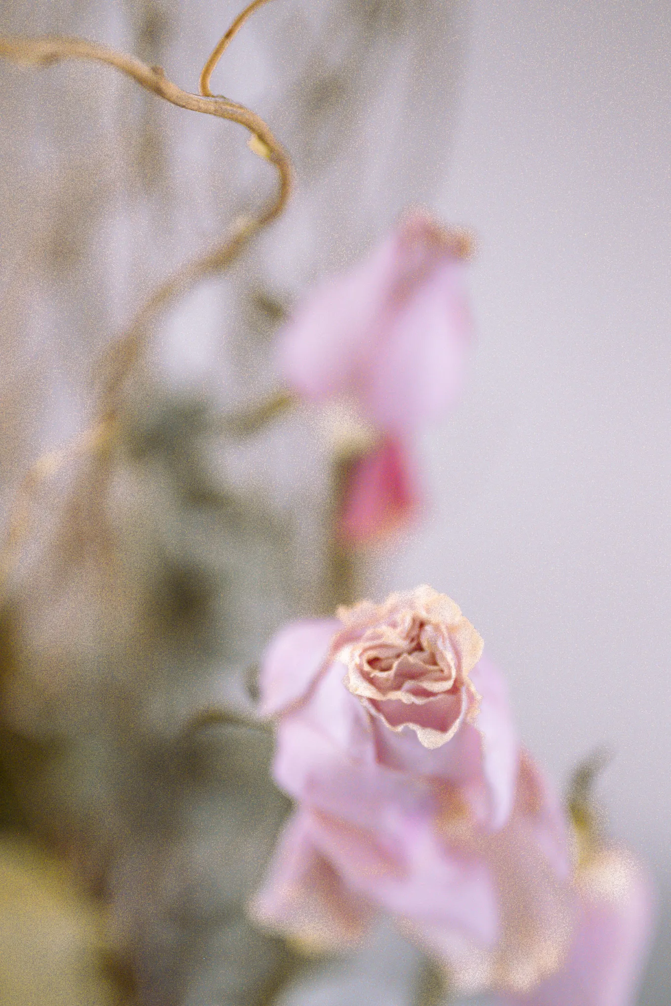 pink roses in the light | nature photography | © pockett dessert, light