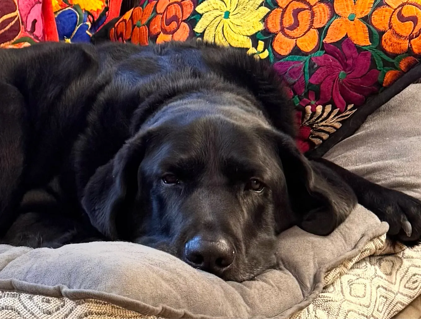 A picture of a black lab laying on a cushion, he looks sad but he’s just resting
