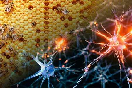 The image of a beehive’s honeycomb (from the top left corner) blends into the image of interconnected neurons (from the bottom right corner).