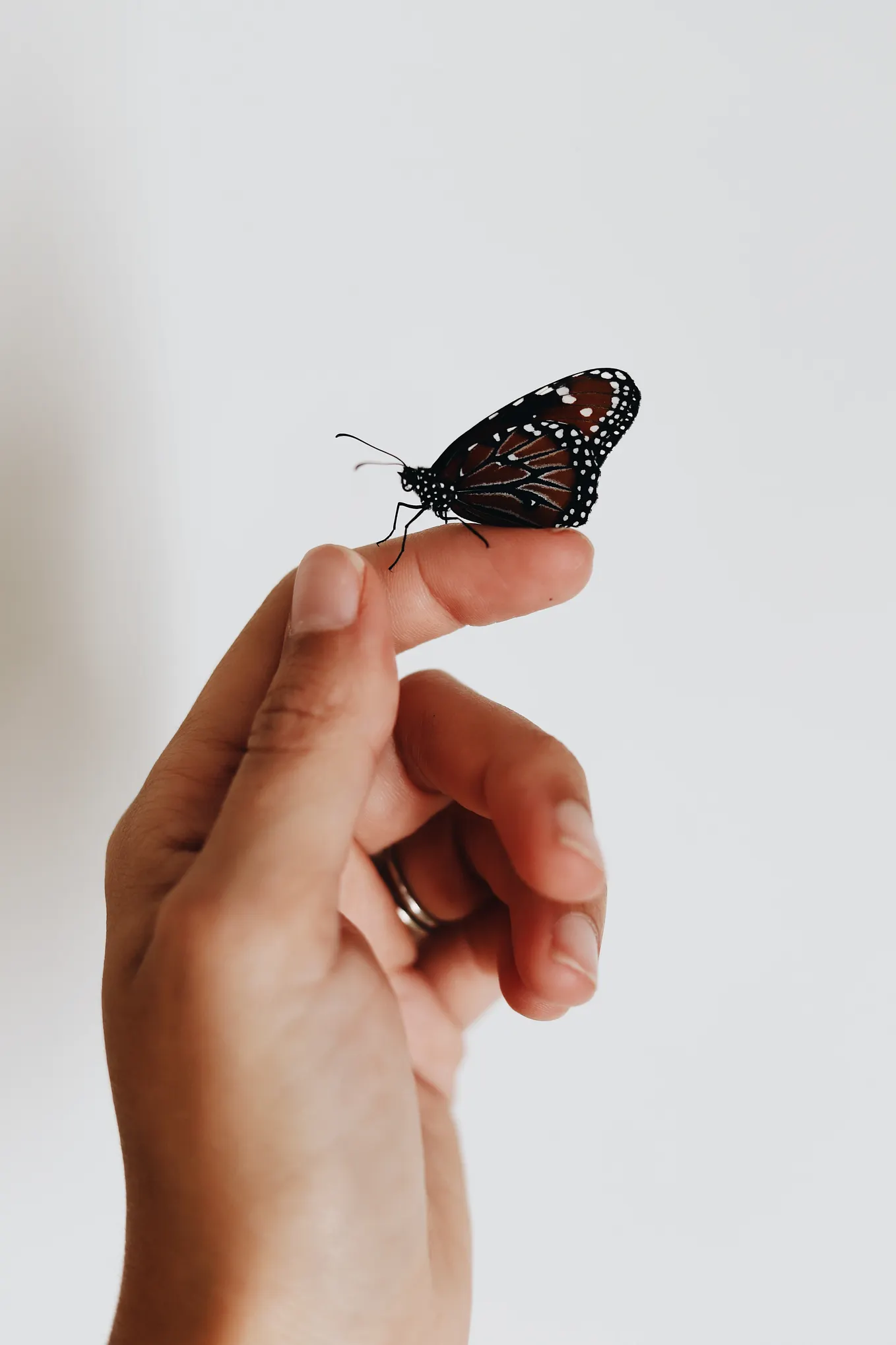 I Chased, The Butterfly Flew