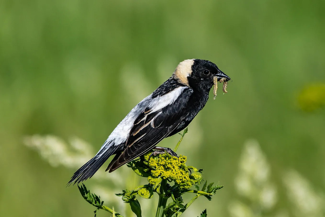 Did the Bobolink Inspire the Sounds of R2-D2 of Star Wars Fame?