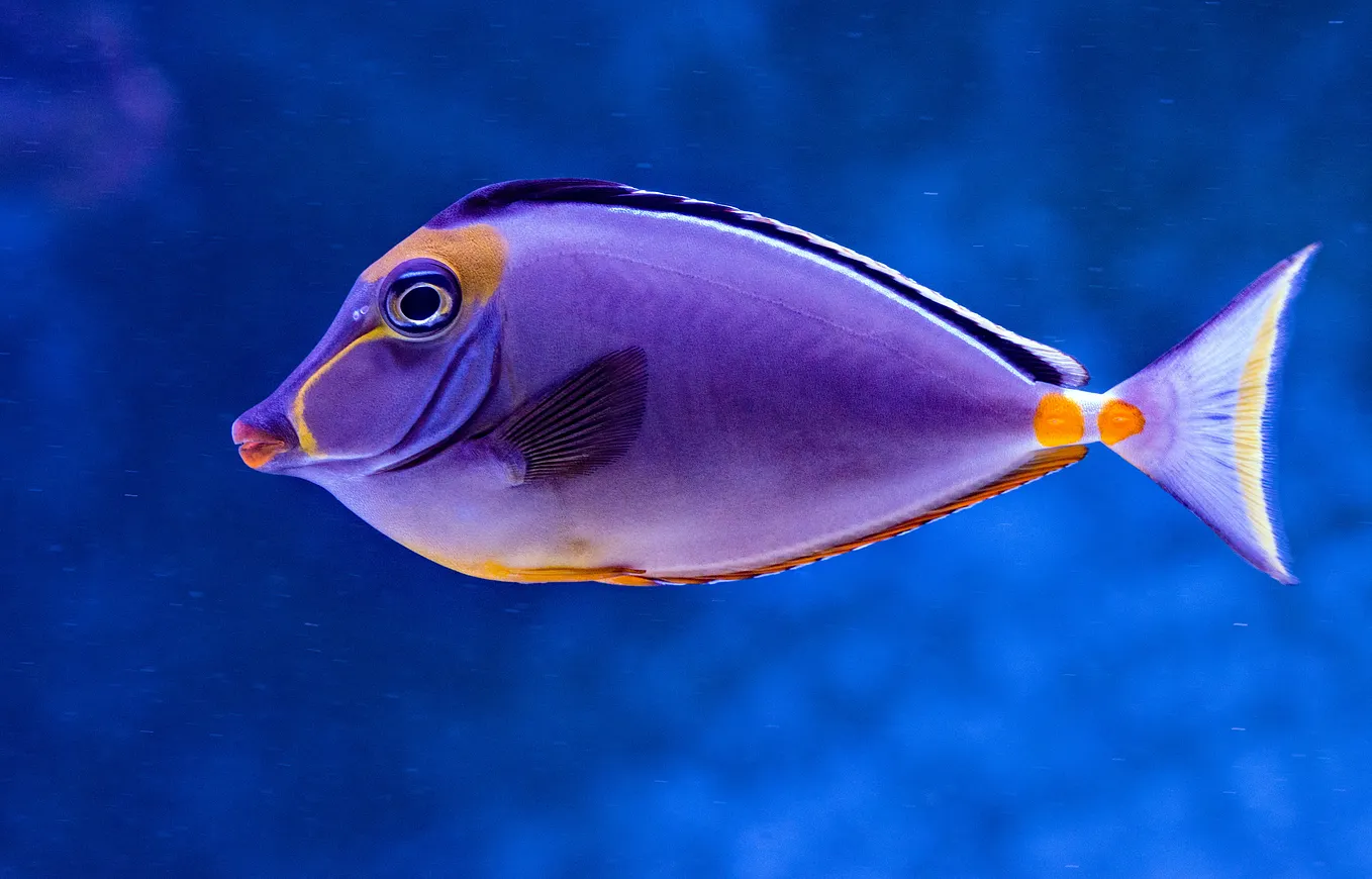 10 Incredibly Weird Names for Fish and Why They’re Named That