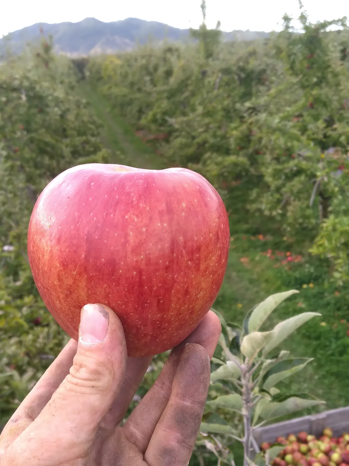 The Hidden Labor Behind Apple Picking