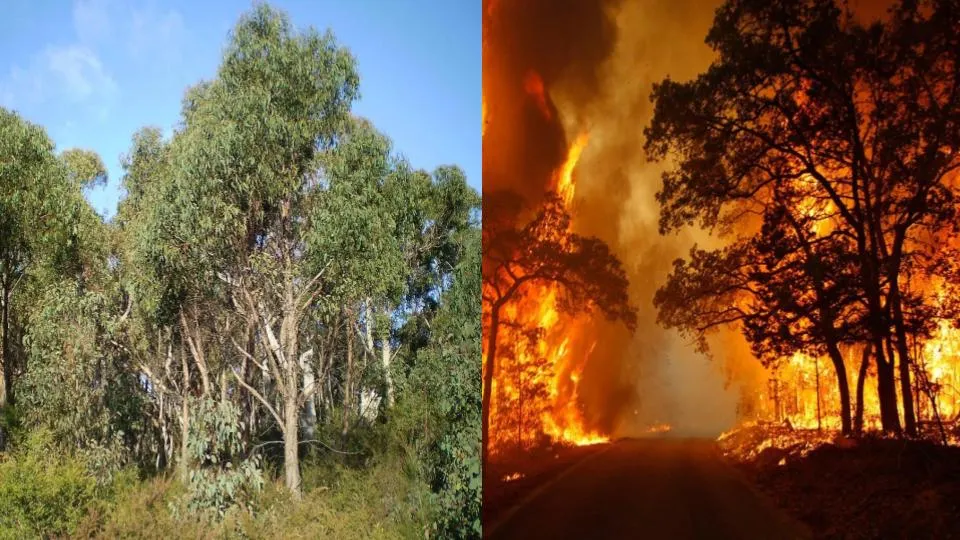 Bay Area Home Buyers Beware: Buying Near Eucalyptus Trees — A Problem That Can’t Be Ignored