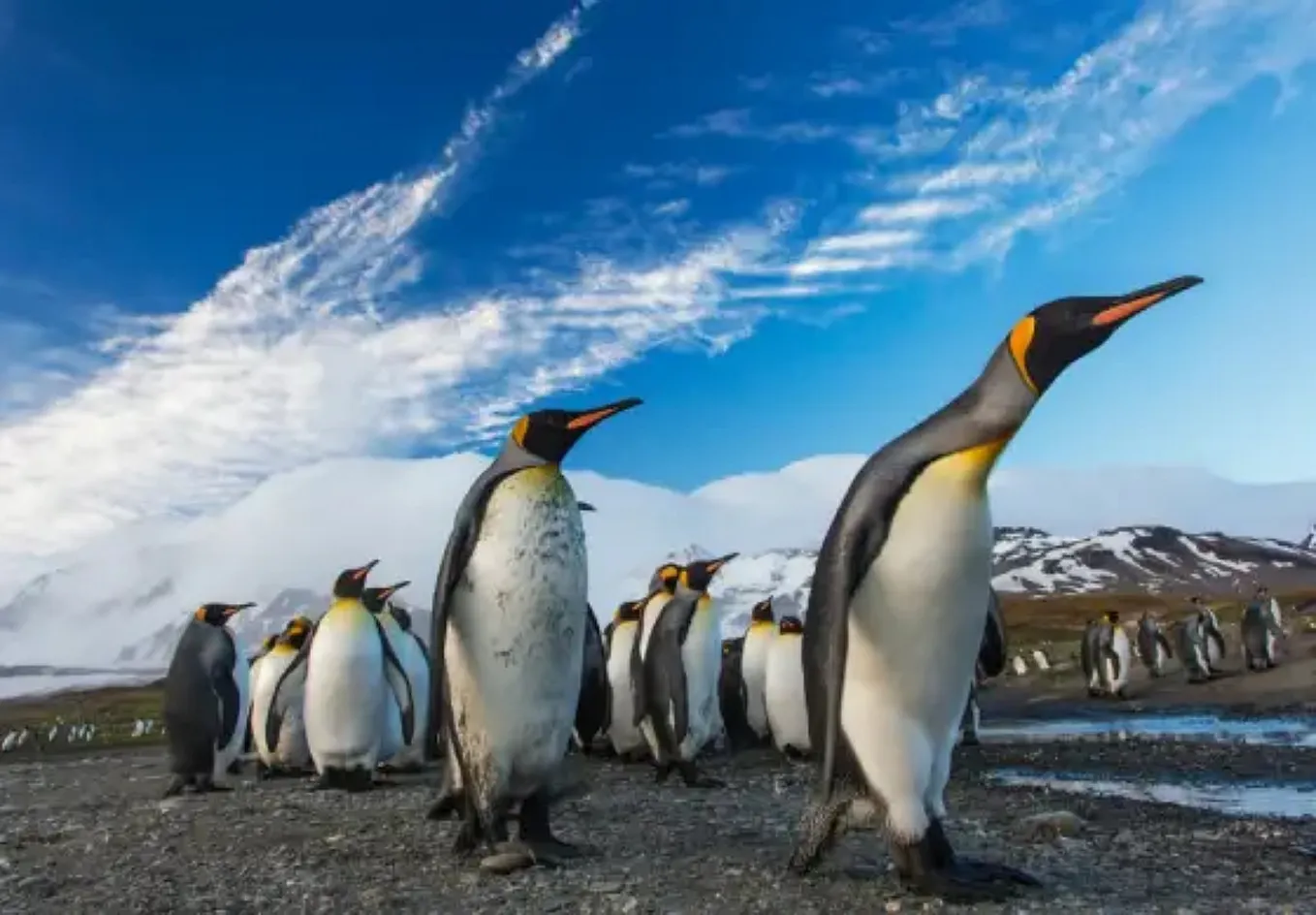 Penguins: How Evolving Physiology & Anatomy Maintain Homeostasis & Equilibrium