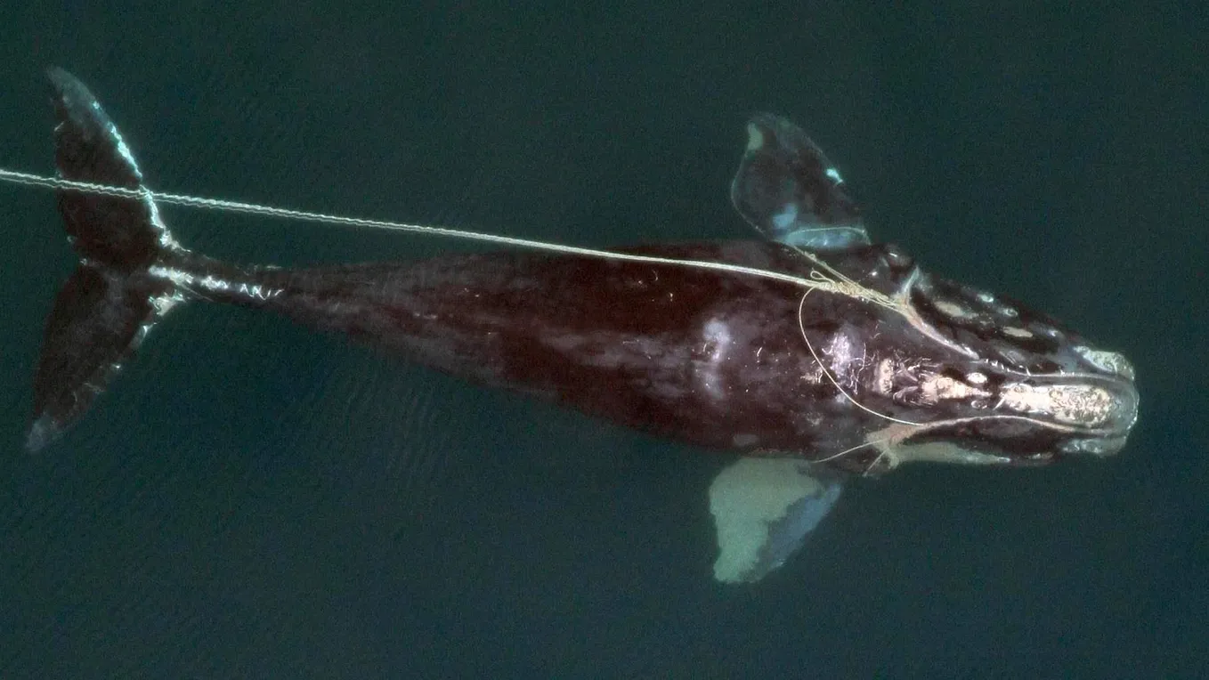 Must We Choose: North Atlantic Right Whales or Lobster Fisherman?